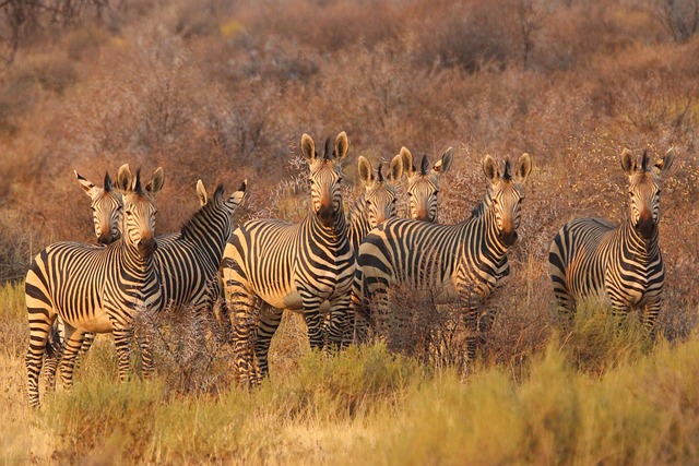 Van safari tot sterrenhemel: ultieme luxe in de wildernis